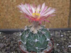 Astrophytum crasispinoides X red flower oibo akabana, pot 7 cm - 12403510
