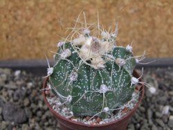 Astrophytum crasispinoides X red flower oibo akabana, pot 7 cm - 12403511