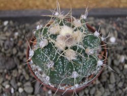 Astrophytum crasispinoides X red flower oibo akabana, pot 7 cm - 12403512
