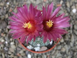Astrophytum niveum X red flower oibo akabana, pot 5,5 cm - 12403529