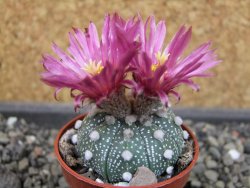 Astrophytum niveum X red flower oibo akabana, pot 5,5 cm - 12403530