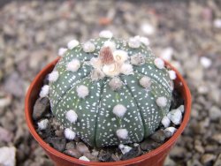 Astrophytum niveum X red flower oibo akabana, pot 5,5 cm - 12403531