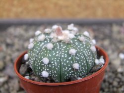 Astrophytum niveum X red flower oibo akabana, pot 5,5 cm - 12403533