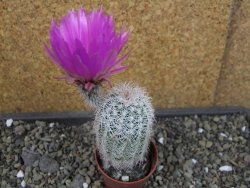Echinocereus reichenbachii albispinus x bayleyi pot 5,5 cm