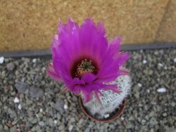 Echinocereus reichenbachii albispinus x bayleyi pot 5,5 cm - 12403535