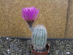 Echinocereus reichenbachii albispinus x bayleyi pot 5,5 cm - 12403536
