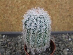 Echinocereus reichenbachii albispinus x bayleyi pot 5,5 cm - 12403537