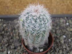 Echinocereus reichenbachii albispinus x bayleyi pot 5,5 cm - 12403538