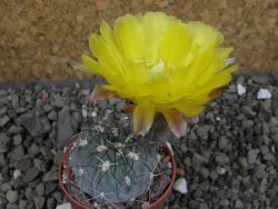 Acanthocalycium glaucum pot 5,5 cm
