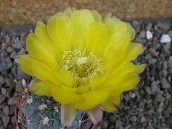 Acanthocalycium glaucum pot 5,5 cm - 12403582