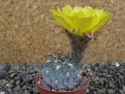 Acanthocalycium glaucum pot 5,5 cm - 12403583