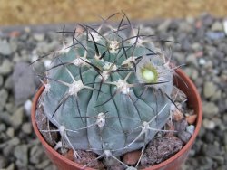 Acanthocalycium glaucum pot 5,5 cm - 12403584