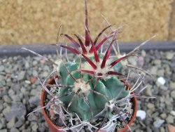 Echinocactus parryi Ciudad Juarez, pot 5,5 cm