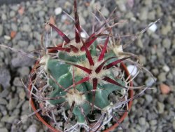 Echinocactus parryi Ciudad Juarez, pot 5,5 cm - 12403604