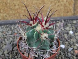 Echinocactus parryi Ciudad Juarez, pot 5,5 cm - 12403605
