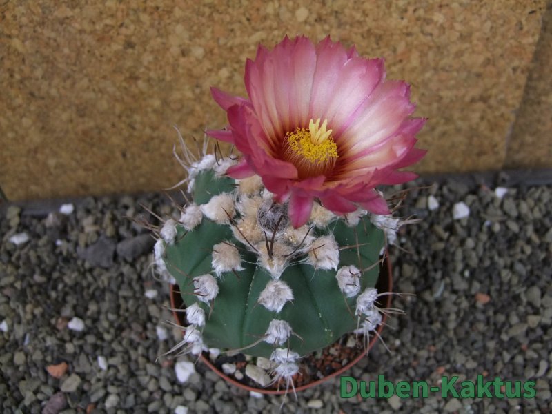 Astrophytum niveum nudum X red flower oibo, pot 9 cm