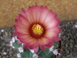 Astrophytum niveum nudum X red flower oibo, pot 9 cm - 12403667