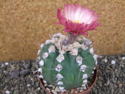 Astrophytum niveum nudum X red flower oibo, pot 9 cm - 12403668