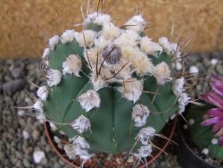 Astrophytum niveum nudum X red flower oibo, pot 9 cm - 12403669