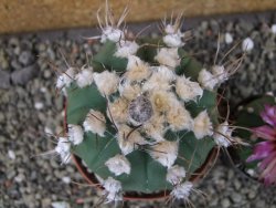 Astrophytum niveum nudum X red flower oibo, pot 9 cm - 12403670