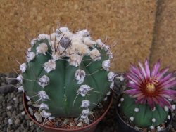 Astrophytum niveum nudum X red flower oibo, pot 9 cm - 12403671