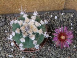 Astrophytum niveum nudum X red flower oibo, pot 9 cm - 12403672