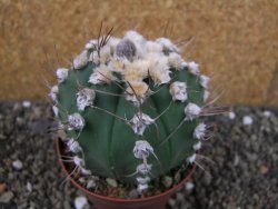 Astrophytum niveum nudum X red flower oibo, pot 9 cm - 12403673