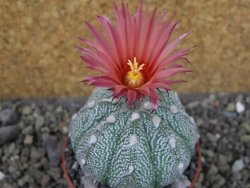Astrophytum asterias X red flower oibo, pot 6,5 cm