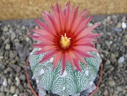 Astrophytum asterias X red flower oibo, pot 6,5 cm - 12403757