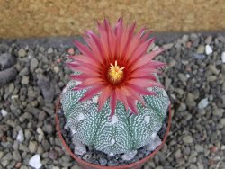 Astrophytum asterias X red flower oibo, pot 6,5 cm - 12403758