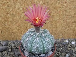 Astrophytum asterias X red flower oibo, pot 6,5 cm - 12403759