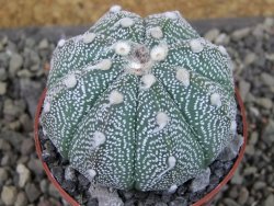 Astrophytum asterias X red flower oibo, pot 6,5 cm - 12403760