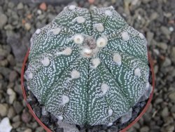 Astrophytum asterias X red flower oibo, pot 6,5 cm - 12403761