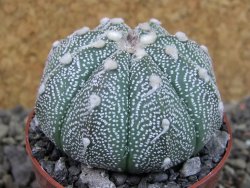 Astrophytum asterias X red flower oibo, pot 6,5 cm - 12403762