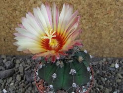 Astrophytum niveum nudum X red flower oibo, pot 6,5 cm