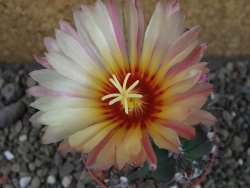 Astrophytum niveum nudum X red flower oibo, pot 6,5 cm - 12403764