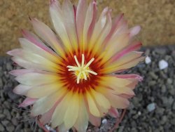 Astrophytum niveum nudum X red flower oibo, pot 6,5 cm - 12403767