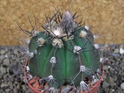 Astrophytum niveum nudum X red flower oibo, pot 6,5 cm - 12403768