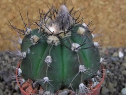 Astrophytum niveum nudum X red flower oibo, pot 6,5 cm - 12403769