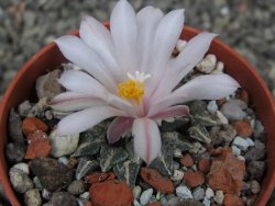 Ariocarpus kotschoubeyanus albiflorus Tula pot 5,5 cm