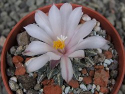 Ariocarpus kotschoubeyanus albiflorus Tula pot 5,5 cm - 12403844