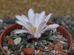 Ariocarpus kotschoubeyanus albiflorus Tula pot 5,5 cm - 12403845