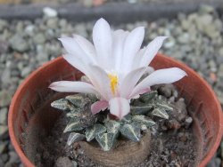 Ariocarpus kotschoubeyanus albiflorus Tula pot 5,5 cm - 12403846