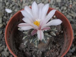 Ariocarpus kotschoubeyanus albiflorus Tula pot 5,5 cm - 12403847