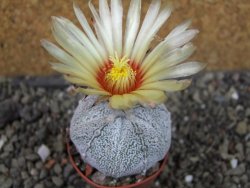 Astrophytum Hanazano Kabuto hybrid pot 5,5 cm - 12403861