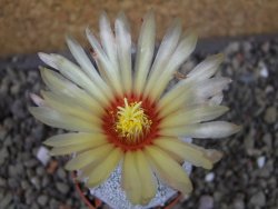 Astrophytum Hanazano Kabuto hybrid pot 5,5 cm - 12403862