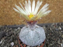 Astrophytum Hanazano Kabuto hybrid pot 5,5 cm - 12403863