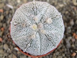 Astrophytum Hanazano Kabuto hybrid pot 5,5 cm - 12403865