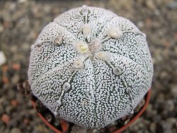 Astrophytum Hanazano Kabuto hybrid pot 5,5 cm