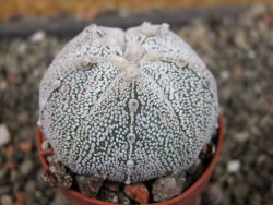 Astrophytum Hanazano Kabuto hybrid pot 5,5 cm - 12403867
